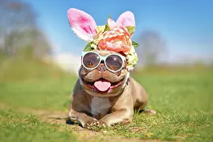 Decorated: Funny Easter bunny French Bulldog dog dressed up