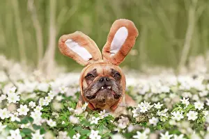 Easter: Funny Easter French Bulldog dog with rabbit costume