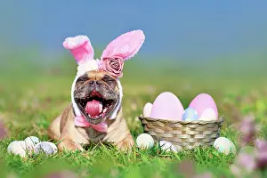 Decorated: Funny Easter French Bulldog dog with rabbit costume