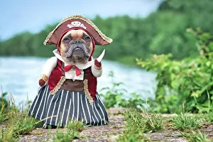 Funny French Bulldog dog dressed up with pirate