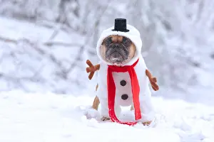 Scarf: Funny French Bulldog dog dressed up as snowman with