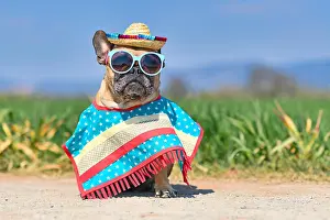 Sunglasses: Funny French Bulldog dog dressed up with sunglasses
