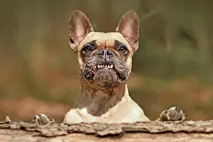 Showing: Funny French Bulldog dog with overbite showing t
