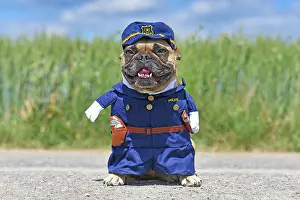 Uniform: Funny French Bulldog dog in police officer costume