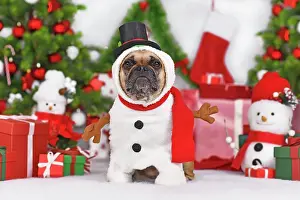 Container: Funny French Bulldog dog in Snowman costume next