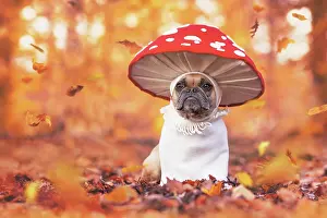 Toadstool: Funny French Bulldog dog in unique fly agaric mu