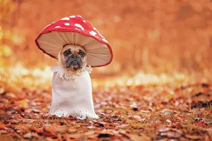 Funny French Bulldog dog in unique fly agaric mushroom