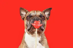 Romantic: Funny French Bulldog dog with Valentines Day kiss