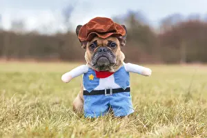 Wrong: Funny French Bulldog dog wearing a Carnival or H