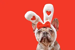 Decorated: Funny French Bulldog dog wearing Easter bunny ear