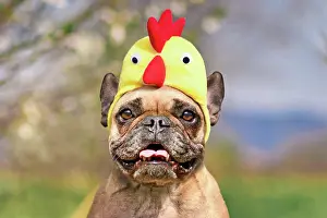 Easter: Funny French Bulldog dog wearing Easter costume chicken hat