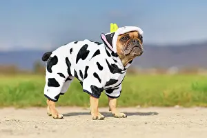 Wear: Funny French Bulldog dog wearing a funny Halloween