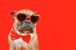 Romantic: Funny French Bulldog dog wearing heart shaped Valentine's