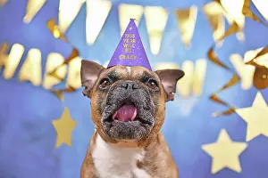 Greeting: Funny French Bulldog dog wearing New Year's Eve