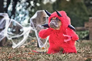 Devil: Funny French Bulldog dog wearing red Halloween d