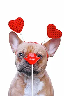Romantic: Funny French Bulldog dog wearing Valentine headband