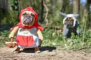Riding: Funny French Bulldog dogs dressed up with Hallow