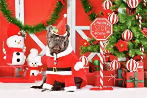 Saint: Funny French Bulldog wearing Santa Claus dog costume