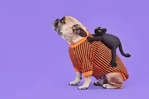 Ride: Funny Halloween dog costume. French Bulldog with