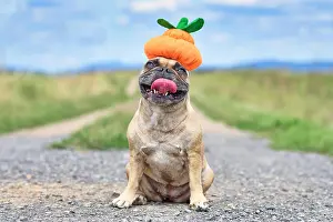 Funny happy French Bulldog dog dresses up with Halloween