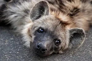 Roads: Funny, Hyena looks nice and lies tired on a road