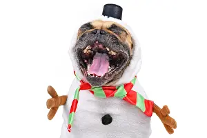 Scarf: Funny laughing French Bulldog dog dressed up as