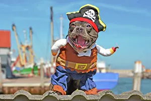 Laughing: Funny laughing French Bulldog dog dressed up in