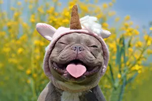 Blurred: Funny lilac brindle colored French Bulldog dog with