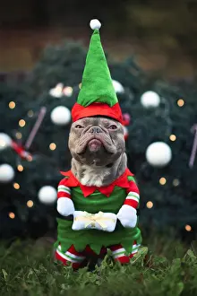 Facial: Funny lilac colored French Bulldog dog with not