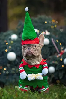 Give: Funny lilac colored French Bulldog dog wearing a