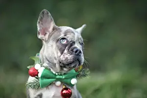 Blurred: Funny merle colored French Bulldog dog puppy wearing