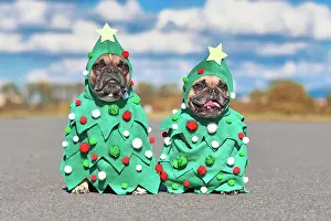 Funny pair of French Bulldog dogs wearing festiv