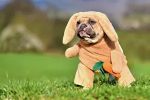 Easter: Funny red pied French Bulldog dog dressed up as