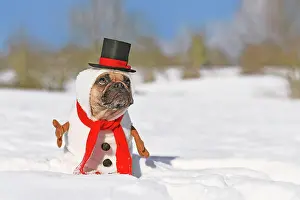 Scarf: Funny snowman dog. French Bulldog dressed up with
