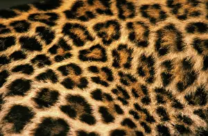 Stuart: Fur detail of asian leopard, or panthera