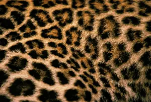Stuart: Fur detail of asian leopard, or panthera