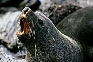 Edwin Mickleburgh: Fur Seal - adult