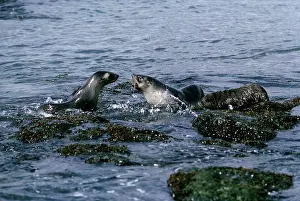 Edwin Mickleburgh: Fur Seal - playing in sea