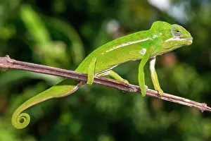Viridis: Furcifer viridis, male on a branch, RN6, Anompaka
