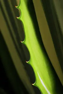 Toned: Furcraea