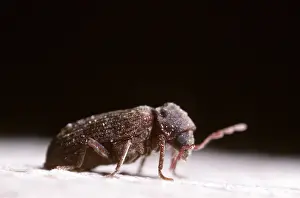 Woodworm: FURNITURE BEETLE also known as woodworm / wood worm