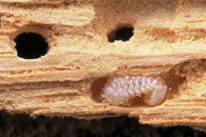 Punctatum: FURNITURE BEETLE LARVAE - - in wood (woodworm)