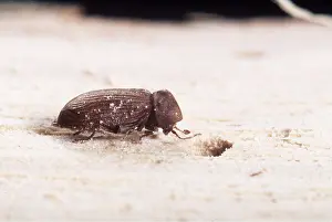Pascal Goetgheluck: Furniture Beetle (Woodworm)