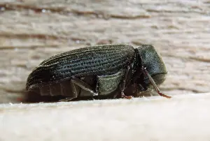 Beetles: Furniture Beetle (Woodworm)