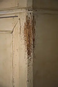 Scratches: Furniture damaged by the claws of a cat