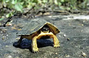 Centla: Furrowed Wood Turtle