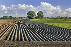 Soil: Furrows on a ploughed, plowed field in spring at S