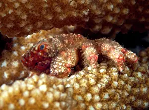 Acropora: Furry Coral Crab