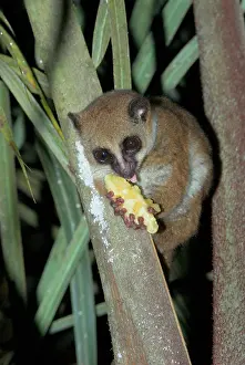 Attracted: Furry-eared Dwarf Lemur - Attracted to bait, banana
