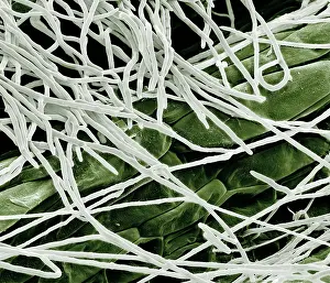 Fusarium: Fusarium